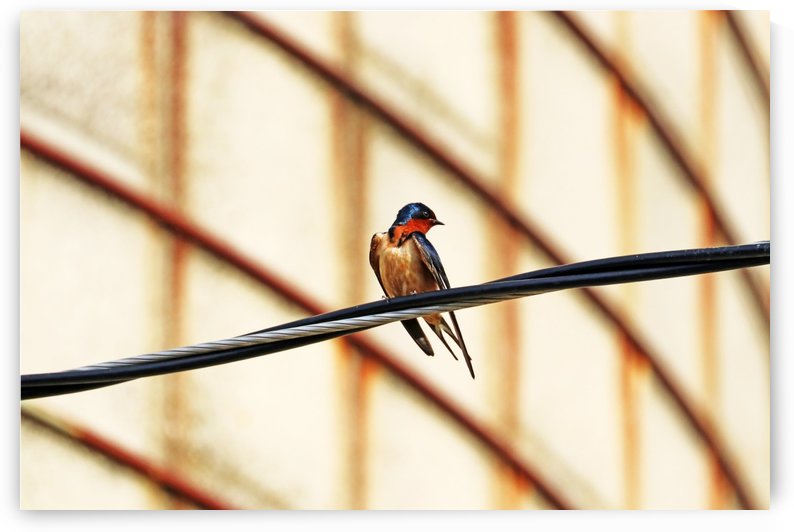 Barn Swallow Fine Feathers by Deb Oppermann