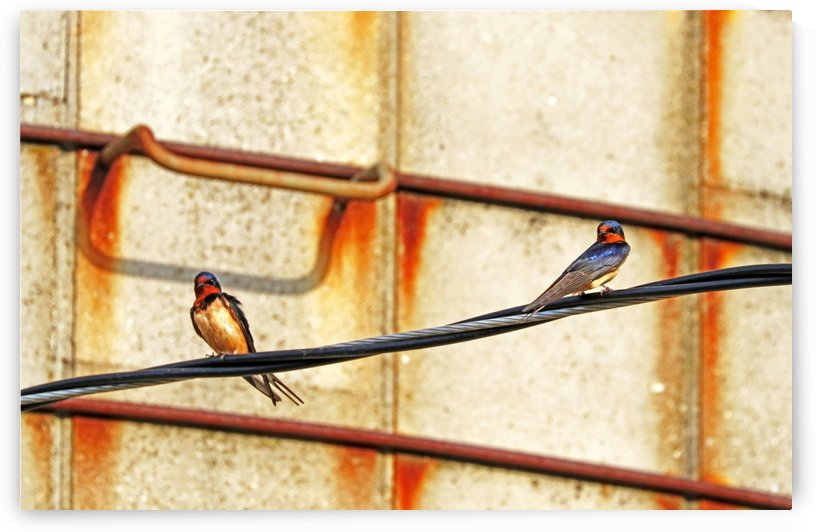 Barn Swallows On Wire by Deb Oppermann