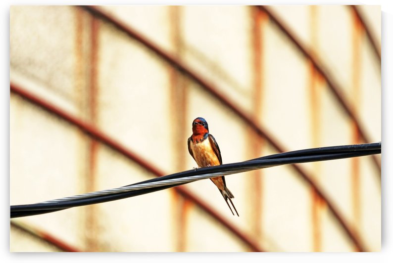 Perched Barn Swallow by Deb Oppermann