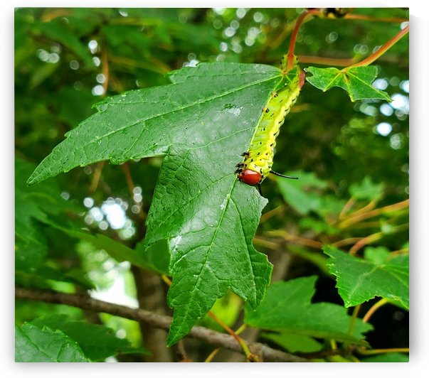 Greenstriped Mapleworm by The NC Geek
