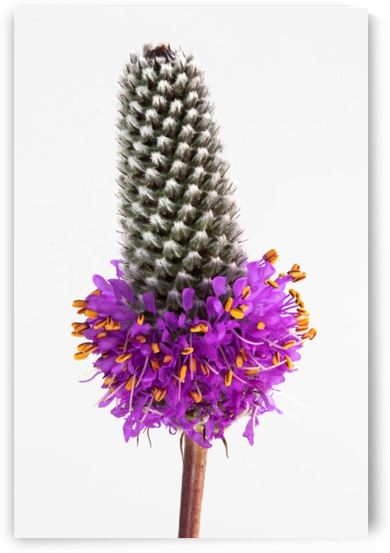 Purple Prairie Clover by Joe Riederer