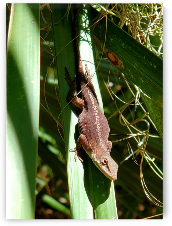 The Curious Lizard by The NC Geek