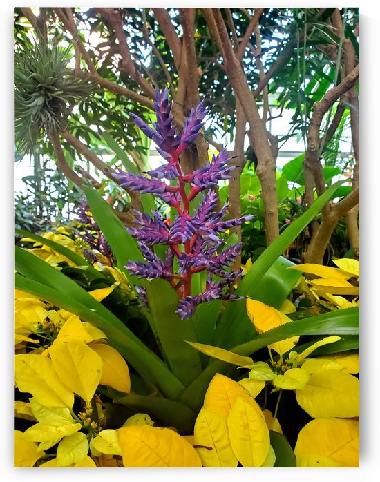 Blue Tango by The NC Geek