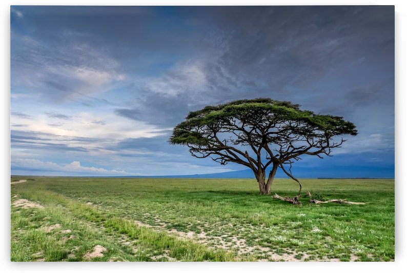 Amboseli Tree by Douglas Madel
