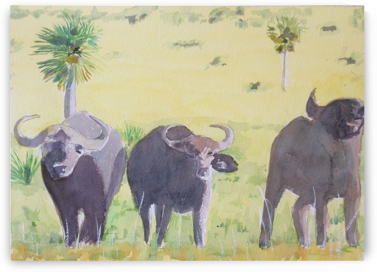 East Africa Buffalo by Adrian Butt