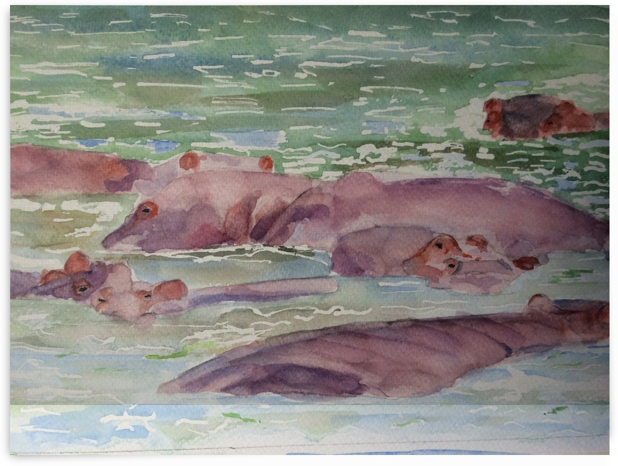 East Africa Hippopotamus by Adrian Butt