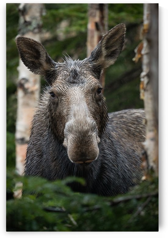Portrait  by Philippe DE-BRUYNE