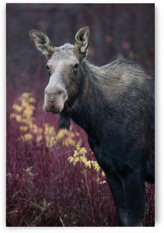 Couleur dautomne by Philippe DE-BRUYNE