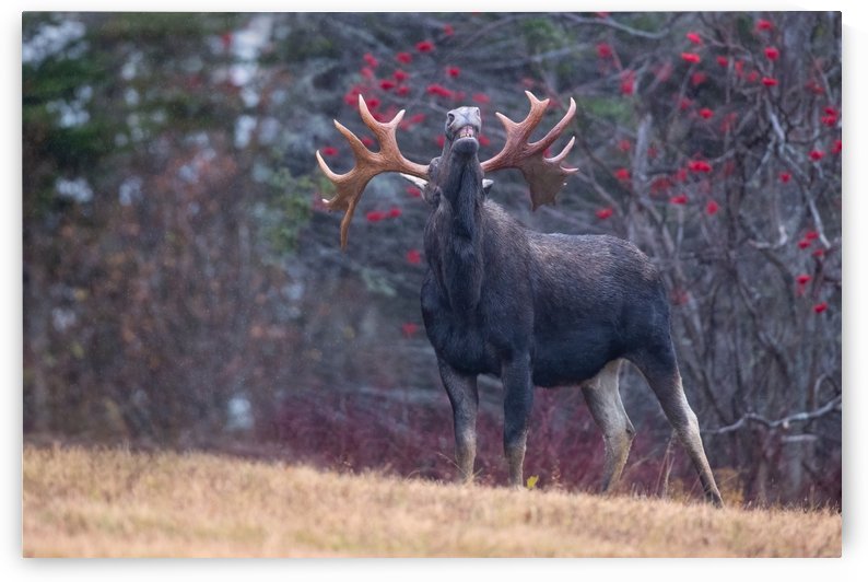The king  by Philippe DE-BRUYNE