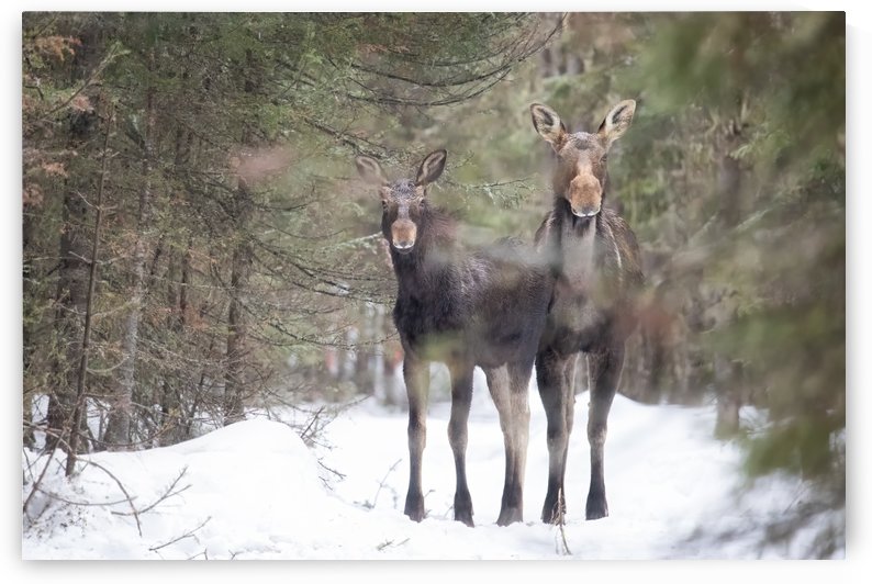 La rencontre  by Philippe DE-BRUYNE