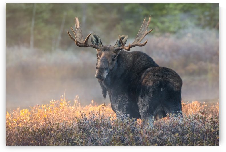 Automnale  by Philippe DE-BRUYNE