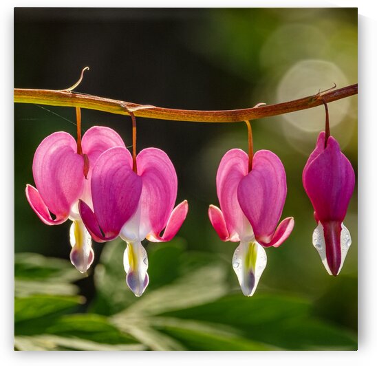 Bleeding Hearts by Dave Therrien