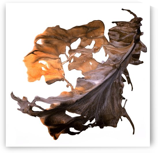 Leaves Series by Shulin Sun