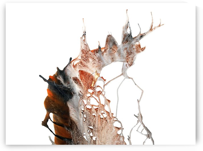 Root Series by Shulin Sun