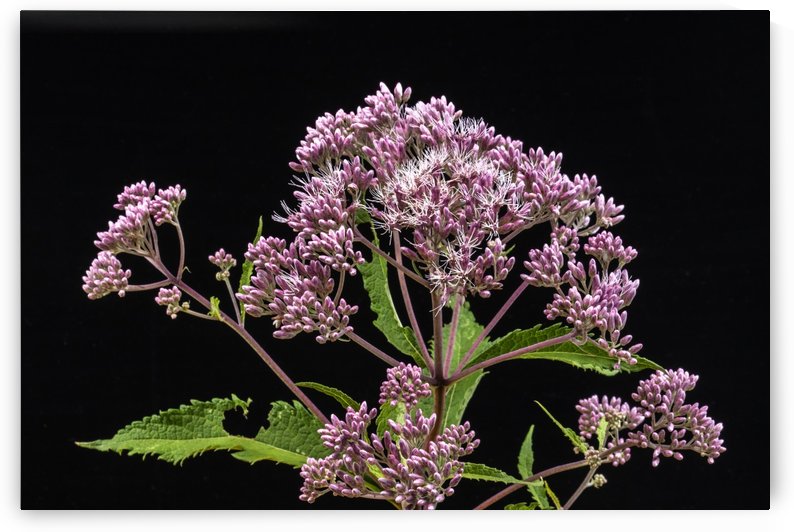 Joe Pye Weed by Joe Riederer
