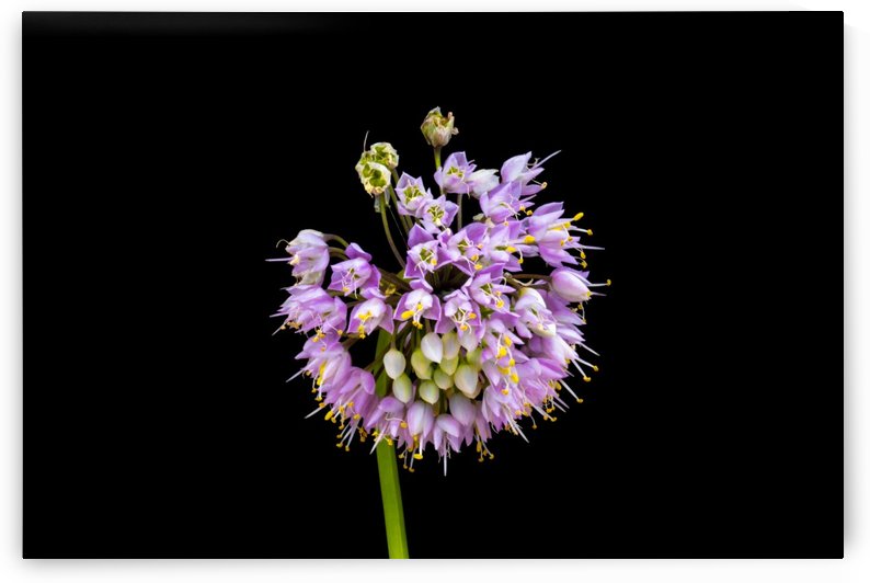 Nodding Pink Onion by Joe Riederer