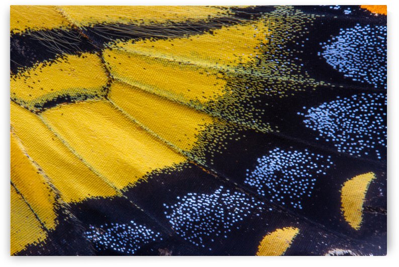 Tiger Swallowtail Wing by Joe Riederer