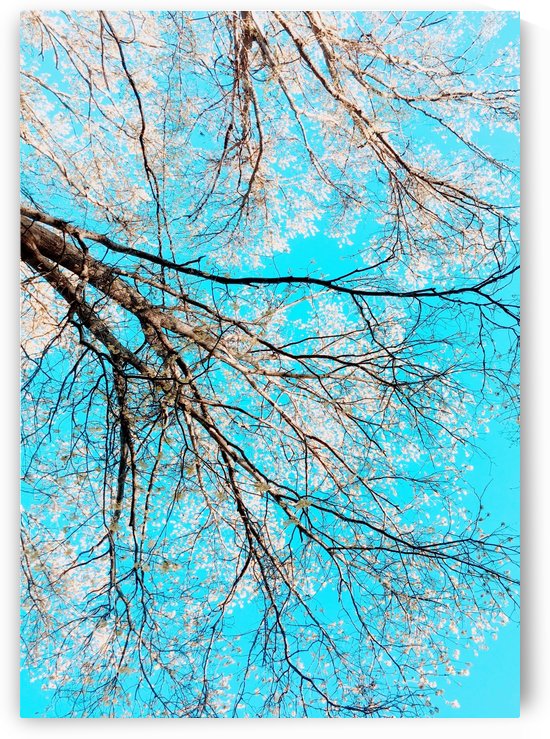 Blossoms from Above by Amna Hashmi