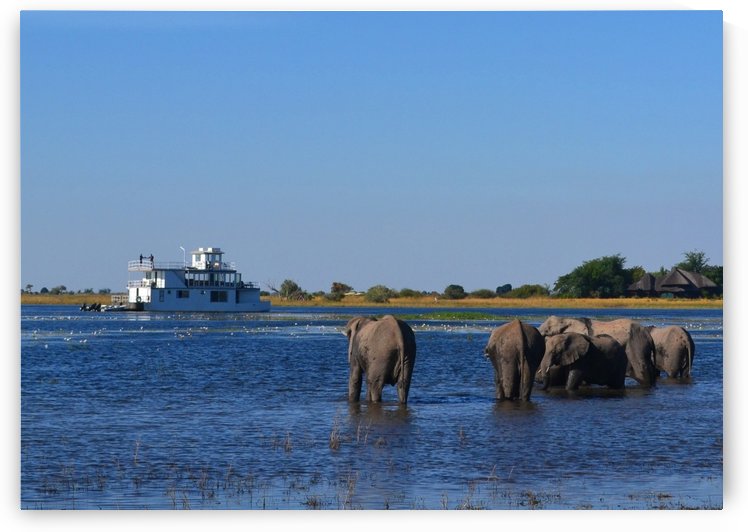 Elephants in the river by Elena Ska