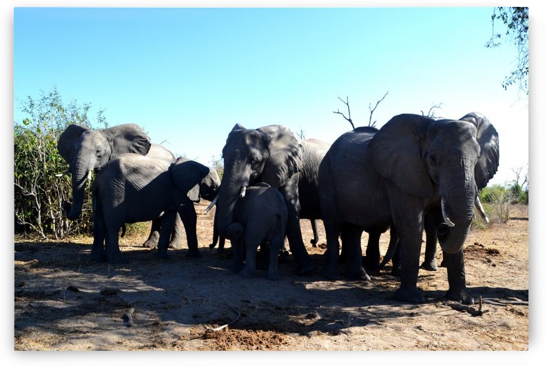 Family of Elephants by Elena Ska