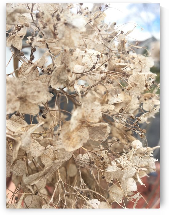 Dried Dreams by Amna Hashmi