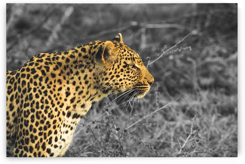 Leopard by VMC Photography