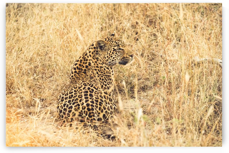 Leopard by VMC Photography