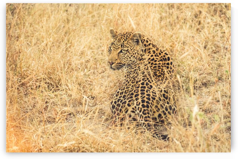 Leopard by VMC Photography