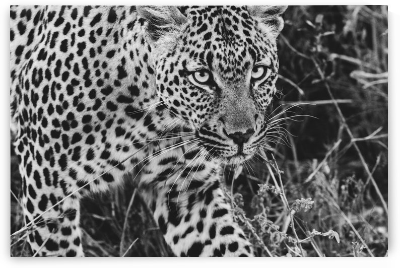 Leopard by VMC Photography