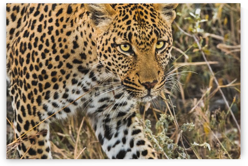 Leopard by VMC Photography