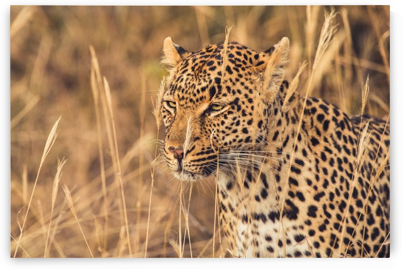 Leopard by VMC Photography