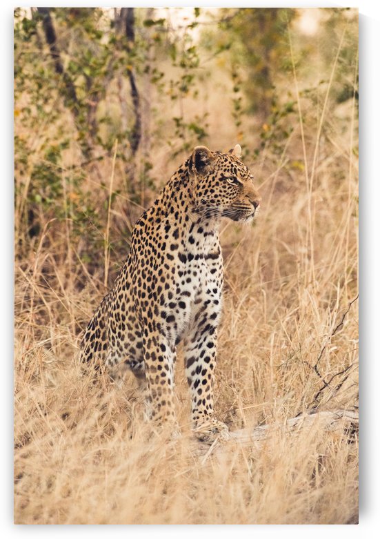 Leopard by VMC Photography