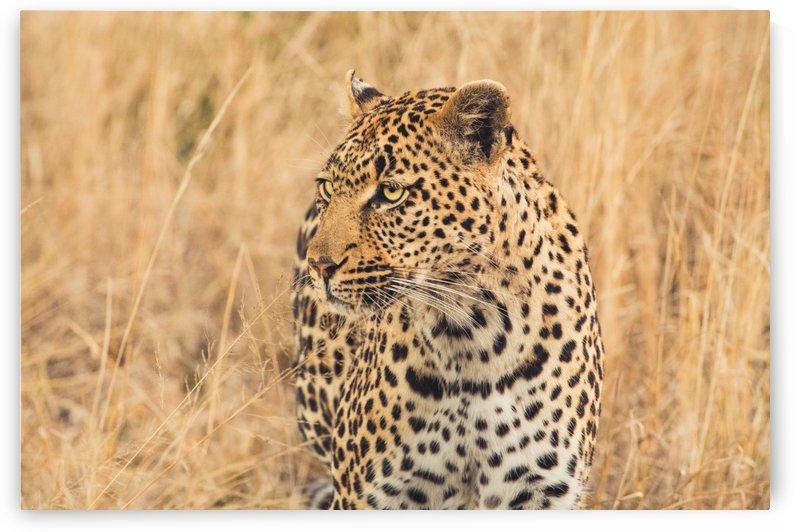 leopard by VMC Photography