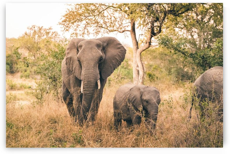Elephants by VMC Photography