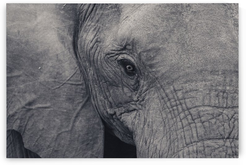 Elephant Eyes by VMC Photography