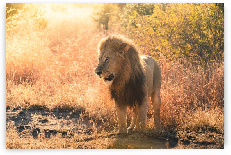 Lion 2 by VMC Photography