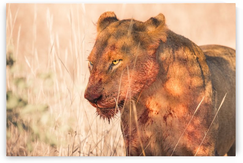 Hunter by VMC Photography