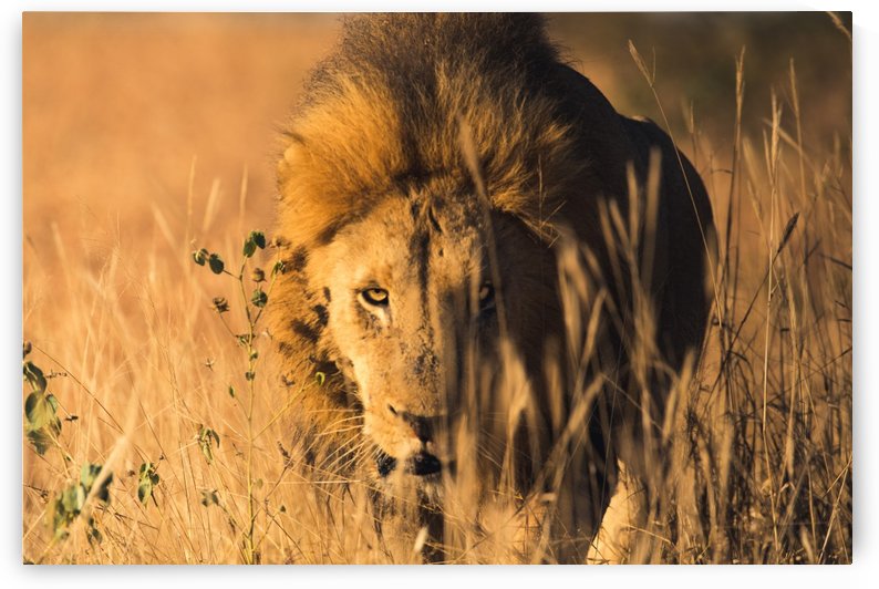 Lion by VMC Photography