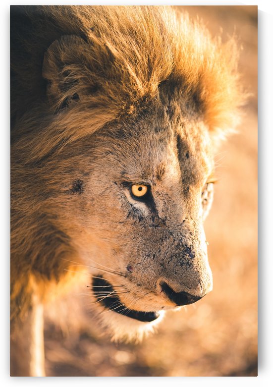 Lions Den by VMC Photography