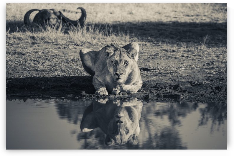 Lioness at the Watering Hole by VMC Photography