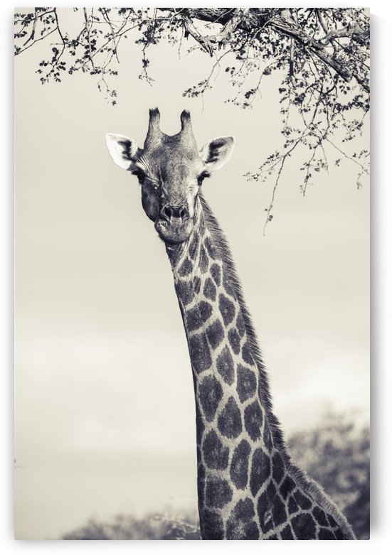 Giraffe by VMC Photography