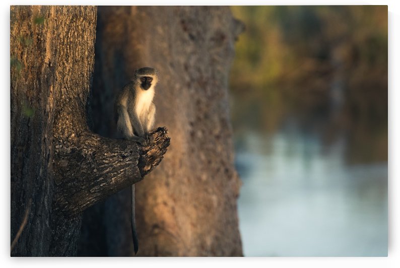 Monkey 2 by VMC Photography