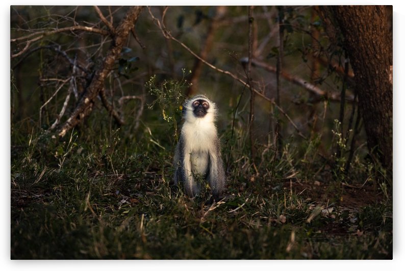 Monkey by VMC Photography