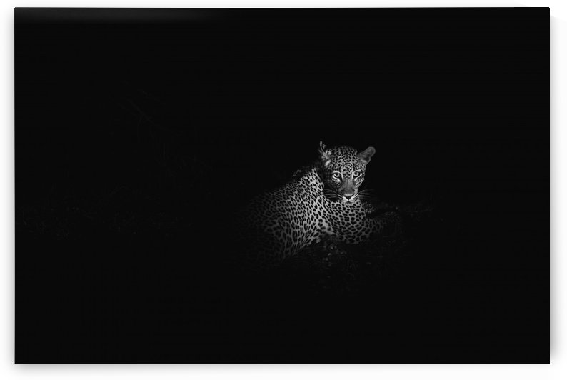 Leopard 2 by VMC Photography