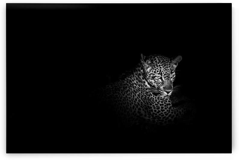 Leopard by VMC Photography