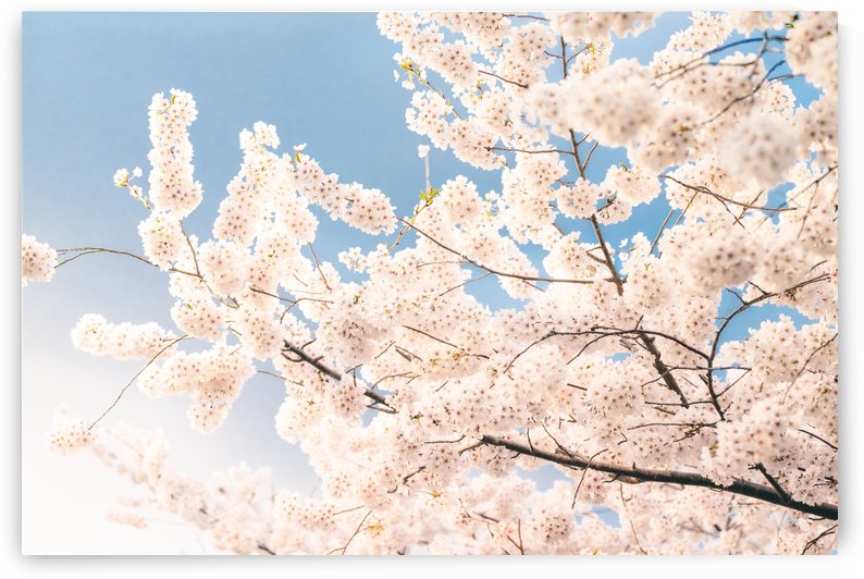 Cherry Blossoms DC by VMC Photography