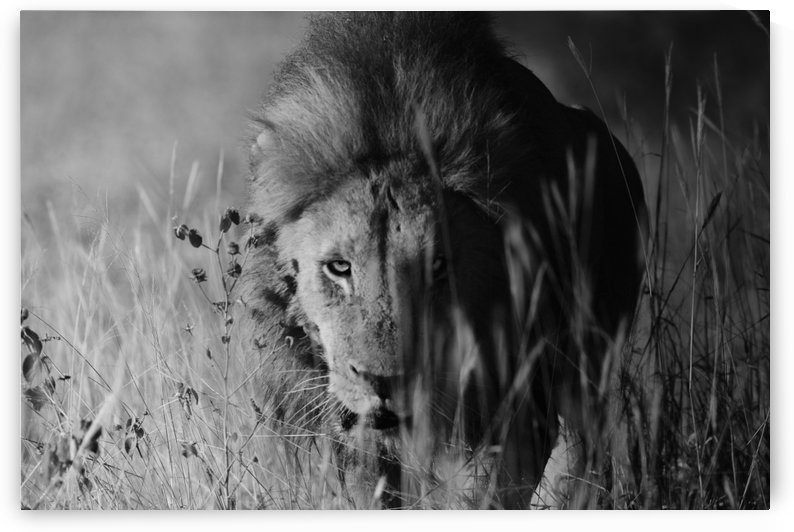 Lions Mane - B-W by VMC Photography