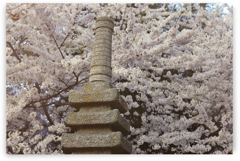Cherry Blossom Statue by VMC Photography
