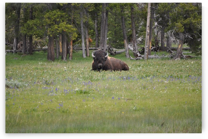 Buffalo in Yellowstone by Perspectives Photography by Katie Johnson