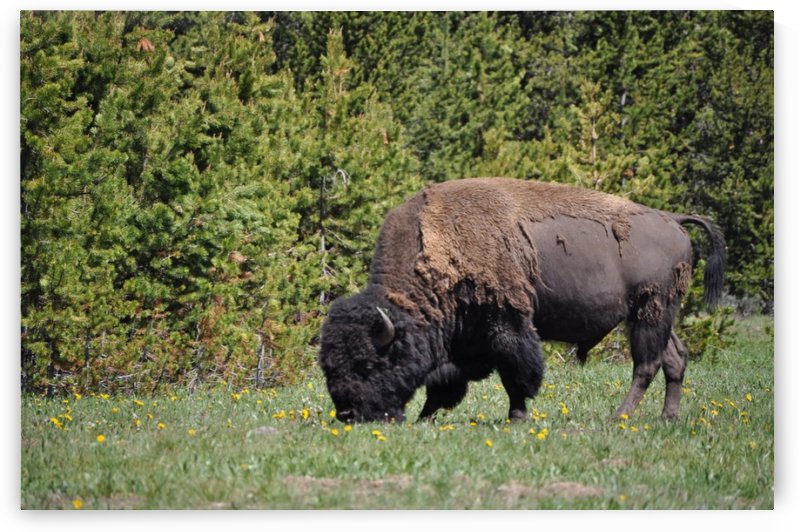 Buffalo grazing by Perspectives Photography by Katie Johnson